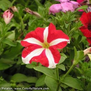 Gói 30 hạt giống hoa dạ yên thảo F1 sọc đỏ