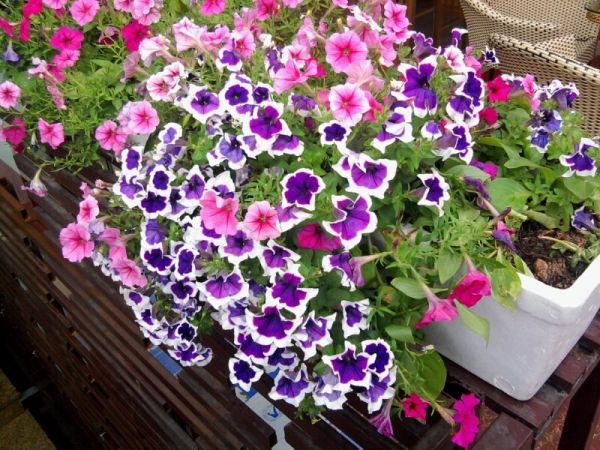 Gói 15 hạt giống hoa dạ yên thảo F1 viền mix