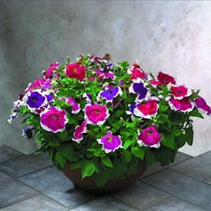 Gói 15 hạt giống hoa dạ yên thảo F1 viền mix