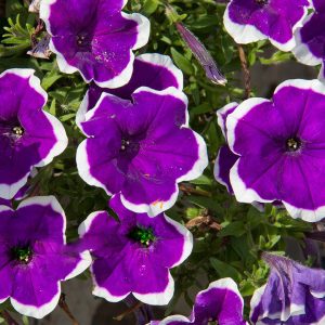 Gói 15 hạt giống hoa dạ yên thảo F1 viền mix