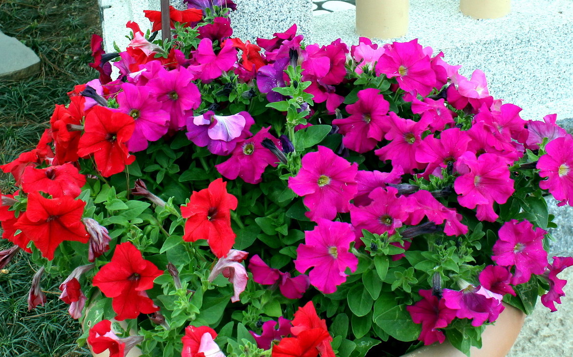 Combo 10 cây hoa Dạ Yên Thảo cấy mô hoa cánh đơn mix nhiều màu