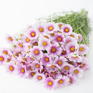 Gói 50  hạt giống hoa Cúc Sao Nháy DayDream