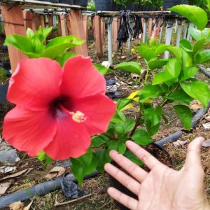 [Cây giống hoa] Dâm bụt cánh đơn - vàng