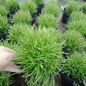 Cây giống Cỏ Mây Mỹ - CayGiongTot