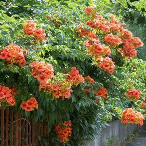 Cây đăng tiêu leo giàn chống nắng - Cây leo có hoa chùm - Campsis grandiflora
