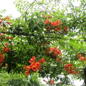 Cây đăng tiêu leo giàn chống nắng - Cây leo có hoa chùm - Campsis grandiflora