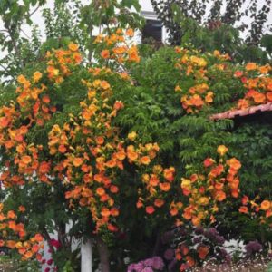 Cây đăng tiêu leo giàn chống nắng - Cây leo có hoa chùm - Campsis grandiflora
