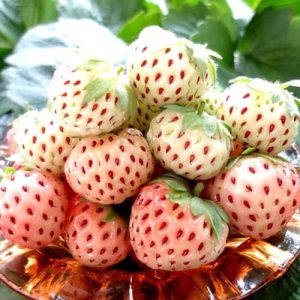 [Ngó] Cây giống dâu Bạch Tuyết má hồng - Giống HOT chịu nhiệt, trái màu trắng hạt hồng rất đẹp