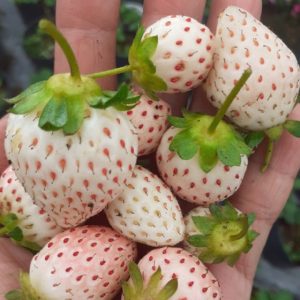 [Ngó] Cây giống dâu Bạch Tuyết má hồng - Giống HOT chịu nhiệt, trái màu trắng hạt hồng rất đẹp