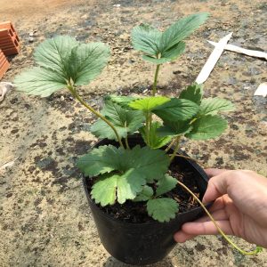 Chậu cây giống dâu Bạch Tuyết má hồng trồng ổn định đang sắp cho hoa hoặc đẻ ngó - Giống HOT chịu nhiệt, trái màu trắng hạt hồng rất đẹp