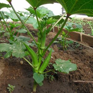 Gói 10GR hạt giống Đậu Bắp Cao Sản Trái Xanh