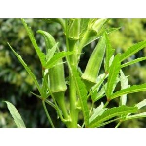 Gói 20g hạt giống đậu bắp cao sản sinh trưởng khỏe kháng bệnh tốt dễ gieo trồng và chăm sóc