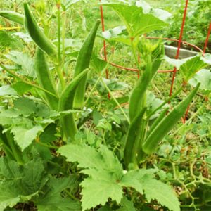 GÓI 20GR HẠT GIỐNG ĐẬU BẮP CAO SẢN SV NO 1 (TAY LÁ TÍM)