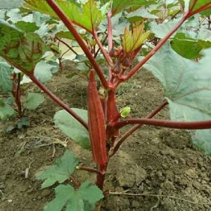 Gói 1g hạt giống đậu bắp đỏ cao sản