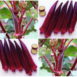 Gói 1g hạt giống đậu bắp đỏ cao sản