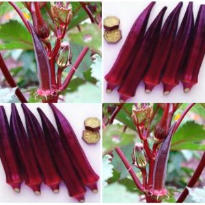 Gói 1g hạt giống đậu bắp đỏ cao sản