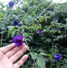 Gói 10 Hạt giống hoa đậu biếc kép - NanuSeeds