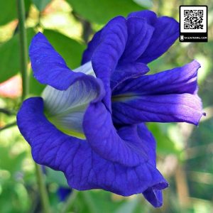 Cây giống hoa đậu biếc - CayGiongTot