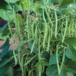 Gói 20g hạt giống đậu cove hạt trắng dạng bụi