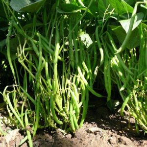 Gói 20g hạt giống đậu cove hạt trắng dạng bụi