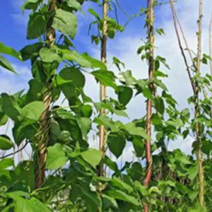 Gói 20g hạt giống đậu cove hạt trắng dạng leo