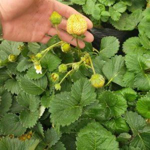 [Ngó] Cây giống dâu Đài Loan - Giống hiếm siêu ngọt thơm ngon