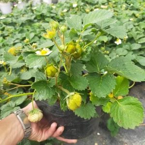 [Ngó] Cây giống dâu Đài Loan - Giống hiếm siêu ngọt thơm ngon