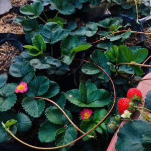 [Ngó] Cây giống dâu Hà Lan hoa hồng - Giống siêu chịu nhiệt, trái thơm và ngọt thanh