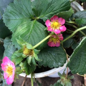 Chậu cây giống dâu Hà Lan hoa hồng trồng ổn định đang sắp cho hoa hoặc đẻ ngó - Giống siêu chịu nhiệt, trái thơm và ngọt thanh