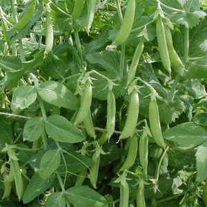 Gói 20g hạt giống đậu Hà Lan