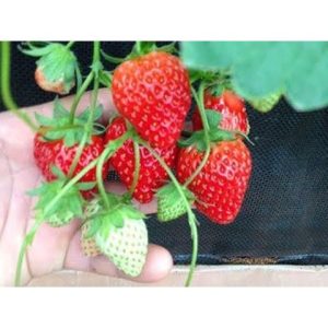 [Ngó] Cây giống dâu Nhật Hana - Giống siêu trái chịu nhiệt cực tốt