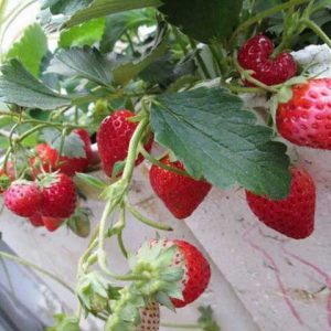 [Ngó] Cây giống dâu Nhật Hana - Giống siêu trái chịu nhiệt cực tốt