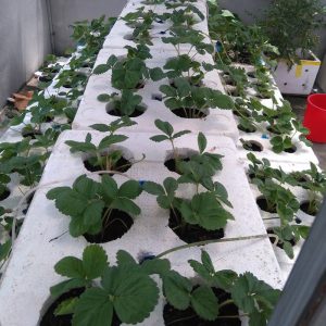 Chậu cây giống dâu Nhật Hana trồng ổn định đang sắp cho hoa hoặc đẻ ngó - Giống siêu trái chịu nhiệt cực tốt