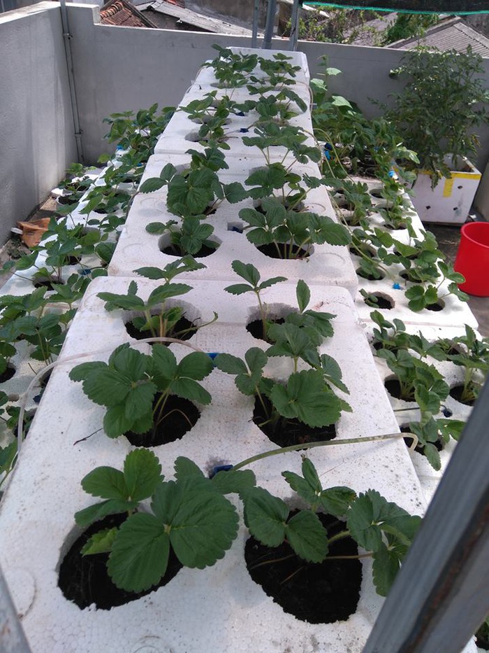 dau-hana-3 Chậu cây giống dâu Nhật Hana trồng ổn định đang sắp cho hoa hoặc đẻ ngó - Giống siêu trái chịu nhiệt cực tốt