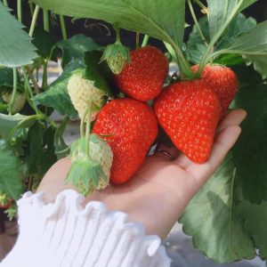 [Ngó] Cây giống dâu Nhật Hana - Giống siêu trái chịu nhiệt cực tốt