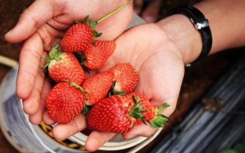 Chậu cây giống dâu New Zealand trồng ổn định đang sắp cho hoa hoặc đẻ ngó - Giống chịu nhiệt tốt cho trái giòn ngọt