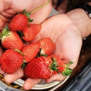 Chậu cây giống dâu New Zealand trồng ổn định đang sắp cho hoa hoặc đẻ ngó - Giống chịu nhiệt tốt cho trái giòn ngọt