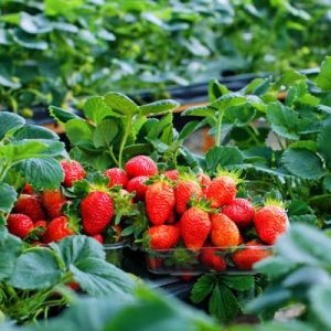 Chậu cây giống dâu New Zealand trồng ổn định đang sắp cho hoa hoặc đẻ ngó - Giống chịu nhiệt tốt cho trái giòn ngọt