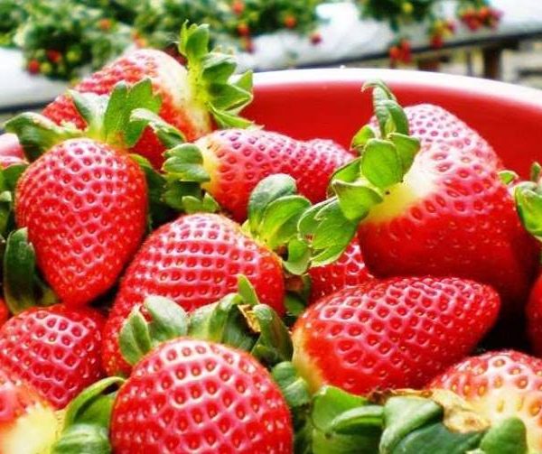 Chậu cây giống dâu New Zealand trồng ổn định đang sắp cho hoa hoặc đẻ ngó - Giống chịu nhiệt tốt cho trái giòn ngọt