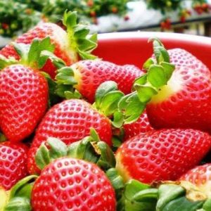 Chậu cây dâu tây giống New Zealand chịu nhiệt tốt - cây to đang cho hoa và trái