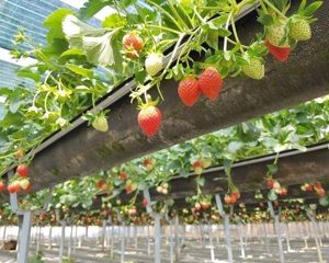 [Ngó] Cây giống dâu Nhật cao Akihime - Giống siêu trái chịu nhiệt cực tốt