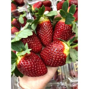 Chậu cây giống dâu Nhật cao Akihime trồng ổn định đang sắp cho hoa hoặc đẻ ngó - Giống siêu trái chịu nhiệt cực tốt