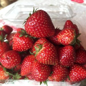 Chậu cây giống dâu Nhật cao Akihime trồng ổn định đang sắp cho hoa hoặc đẻ ngó - Giống siêu trái chịu nhiệt cực tốt