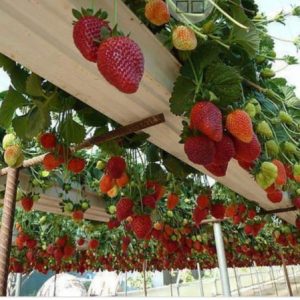 Chậu cây giống dâu Nhật cao Akihime trồng ổn định đang sắp cho hoa hoặc đẻ ngó - Giống siêu trái chịu nhiệt cực tốt