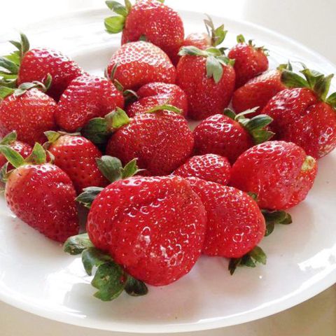 dau-nhat-lun-1 Chậu cây giống dâu Nhật lùn trồng ổn định đang sắp cho hoa hoặc đẻ ngó - Giống siêu trái chịu nhiệt cực tốt