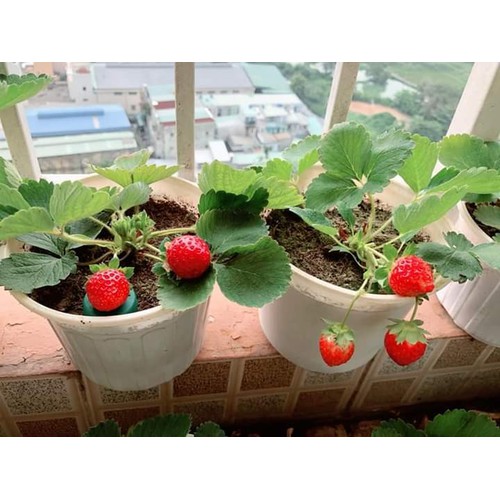 Chậu cây giống dâu Nhật lùn trồng ổn định đang sắp cho hoa hoặc đẻ ngó - Giống siêu trái chịu nhiệt cực tốt