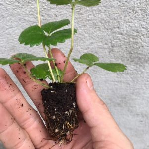 Combo 10 cây giống Dâu Tây Nhật Sachinoka cấy mô - giống chịu nhiệt trái siêu ngọt, giòn