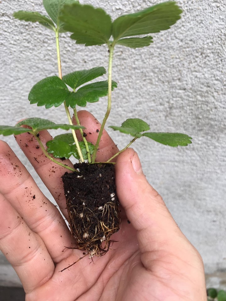 Combo 10 cây giống Dâu Tây Nhật Sachinoka cấy mô - giống chịu nhiệt trái siêu ngọt, giòn