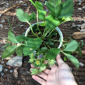 Chậu cây giống dâu New Zealand trồng ổn định đang sắp cho hoa hoặc đẻ ngó - Giống chịu nhiệt tốt cho trái giòn ngọt