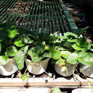 Chậu cây giống dâu New Zealand trồng ổn định đang sắp cho hoa hoặc đẻ ngó - Giống chịu nhiệt tốt cho trái giòn ngọt